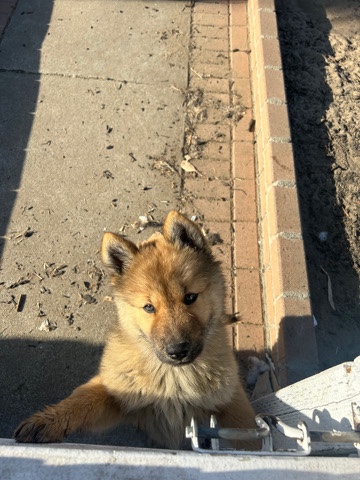 Siberian Husky – chow chow husky puppies