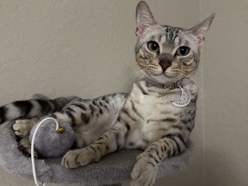 Bengal - Silver female bengal for sale  available for adoption in Ontario