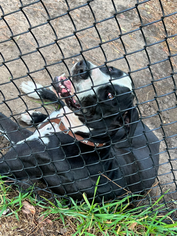 Great Dane – free Great Dane
