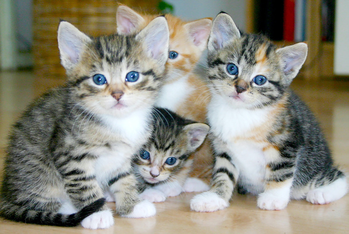 Male kitten wanted