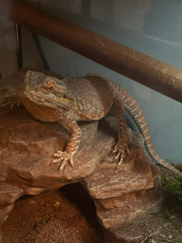 yellow orange bearded dragon