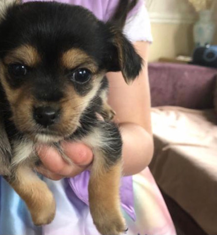 Norfolk Terrier – Puppies for sale