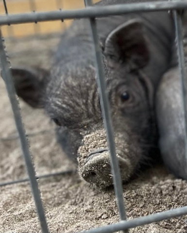 piglet