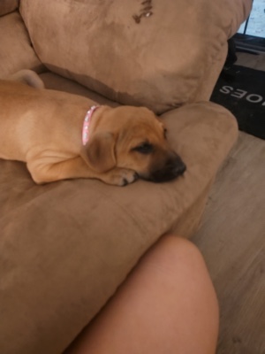 Labrador Retriever – Dobedor puppy . Female. – San Diego