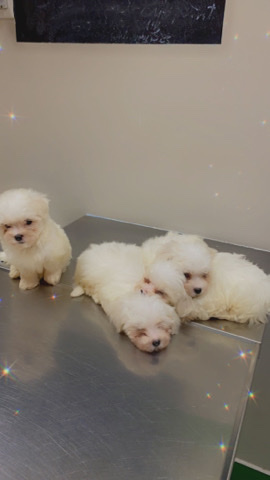 Maltese – White Tea Cup Maltese puppies for sale