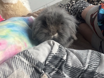 Mini Lop – Friendly Mini Lop Rabbit for Sale – 2 Years Old – Wednesbury