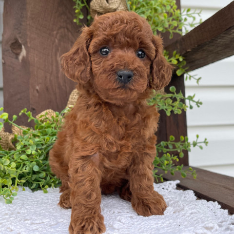 Poodle – Mini Poodle Female •