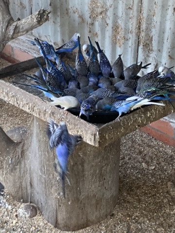 Budgerigar – Birds