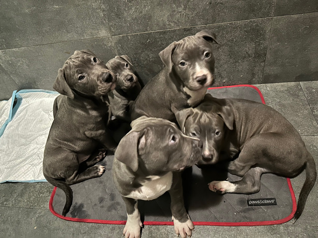Buy American Pit Bull Terrier blue nose pitbull puppies  for sale in your area