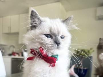 Ragdoll - biscuit needs a new home! available for adoption in Torrance