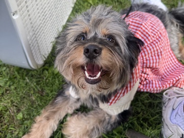 Doodle – Luna 🐾💕 – Sweet 2-Year-Old Mini Aussiedoodle Looking for a Loving Home – Philadelphia