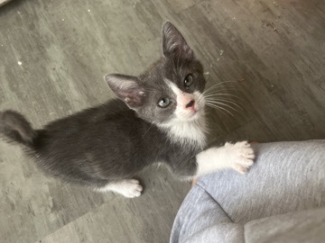 Stray kitten/ Really sweet and cuddly – San Bernardino