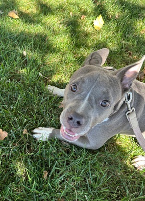 American Pit Bull Terrier – 8 Mo Female Pitbull