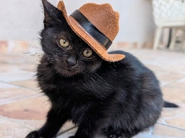 All - Cowboy available for adoption in Podgorica