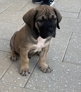 9 Week old Male Boerboel