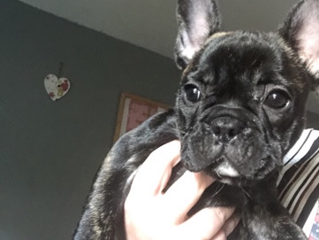French Bulldog – French bulldog – Slough