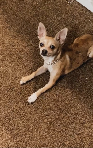 Chihuahua – Energetic Chihuahua