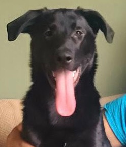 Labrador Retriever – Casper - The Friendly Dog