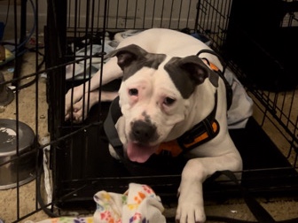 American Pit Bull Terrier – rehoming a troubled dog:( – Northfield