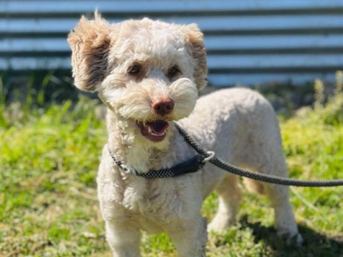 Poodle – marvin – West Creek