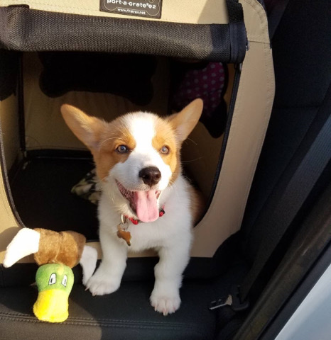 Pembroke Welsh Corgi – welsh Corgi Pembroke available