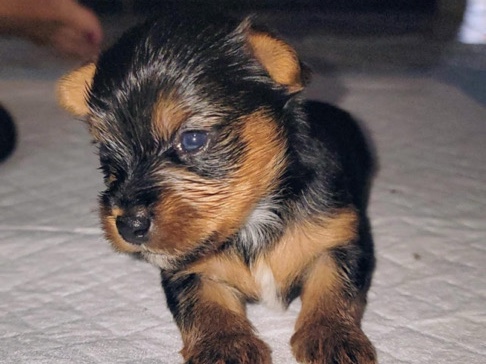 Yorkshire Terrier – Yorkies – Commerce