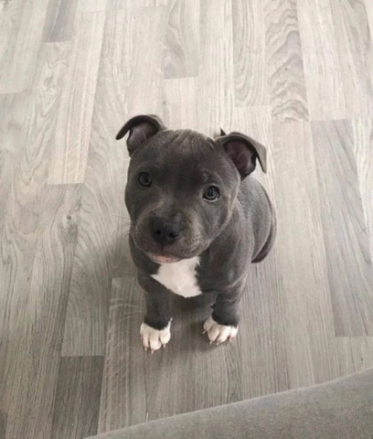 American Pit Bull Terrier – pitbull puppies