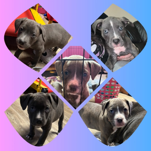 Cane Corso – cane corso American bulldogs