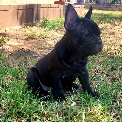 French Bulldog – frenchie pups