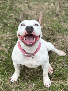 American Bulldog – Female Dog