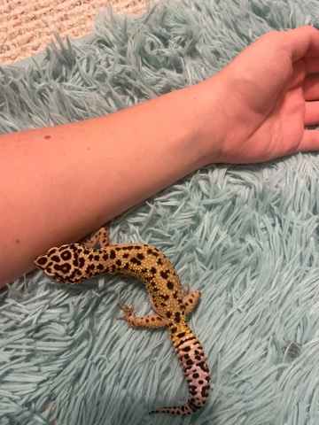 buddy the gecko needs a new home