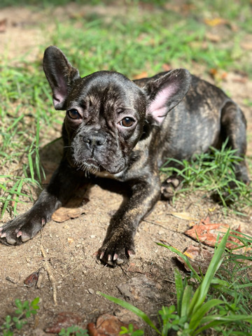 Brindle French Bulldog