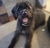 Labradoodle-house trained and neutered- 16 months