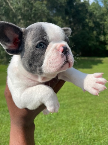 French Bulldog – 8 weeks