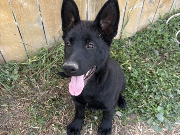 German Shepherd – Black German Shepherds – Snohomish