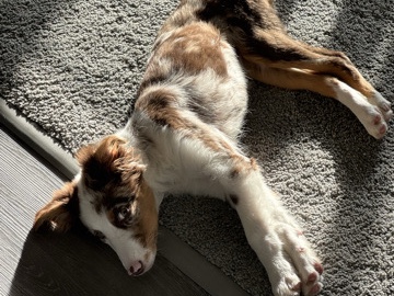 Australian Shepherd – “Mocha” Australian Shepherd