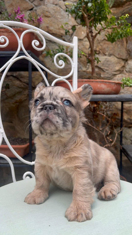 Merle fluffy frenchy .