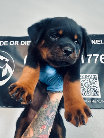 Rottweiler – light pink female