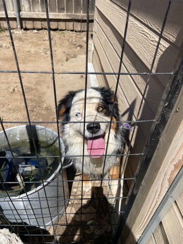 Australian Shepherd – Australian shepherd dog