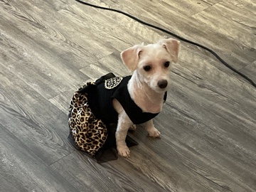 Maltipoo – Sweet 5-Year-Old Maltipoo Looking for a Home – Durham