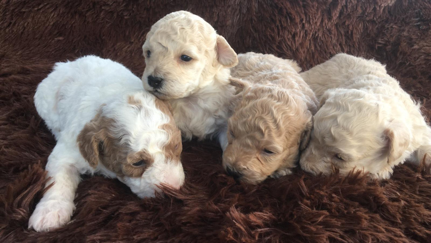 mini poodle’s