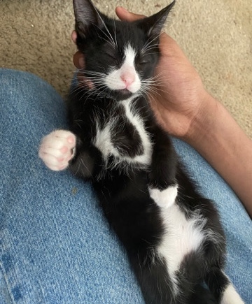 7 kittens