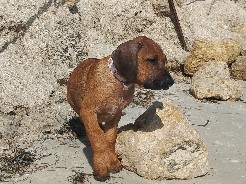 Rhodesian Ridgeback – Pedigree Rhodesian Ridgeback for Sale – Cape Coral – Cape Coral