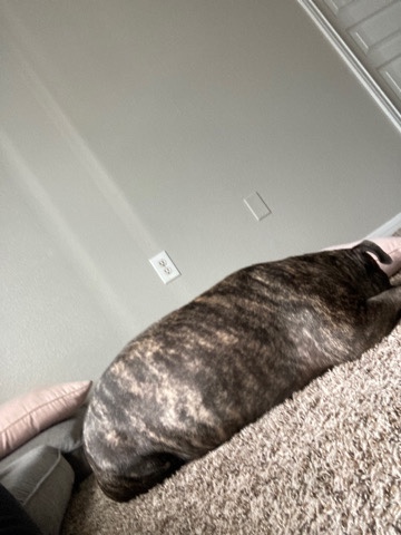 bully pit bull