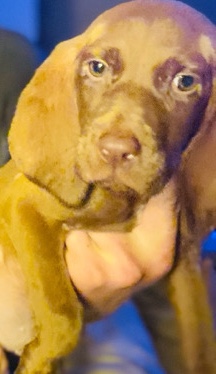 Labrador Retriever – brown mixed puppy needs home