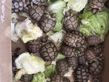 Tortoise – Tortoises