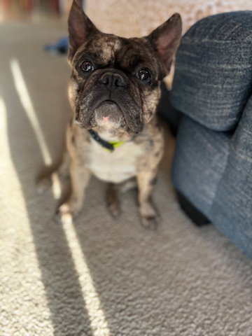 French Bulldog – 2 Year old male