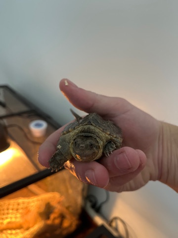 turtle – Baby Common Snapping Turtle