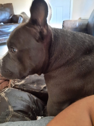 petshome%2Fadverts%2FuLMKcN3IbftbdStHA3zL%2Fmain image