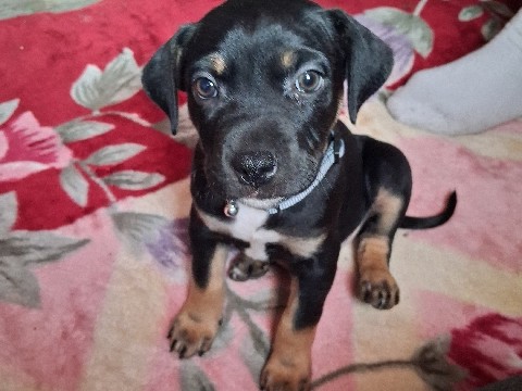 American Pit Bull Terrier – 200$ American pit bull – Ignacio